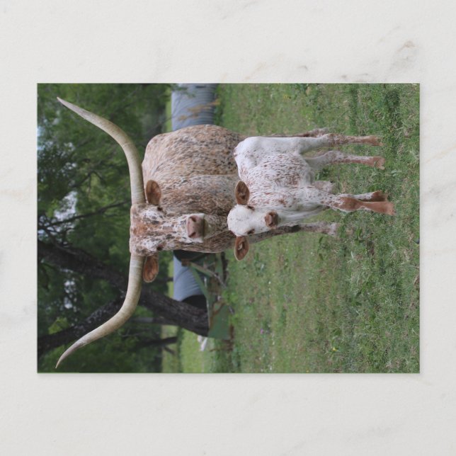 Carte Postale Longhorns du Texas (Devant)