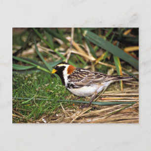 Carte Postale Longspur de laine