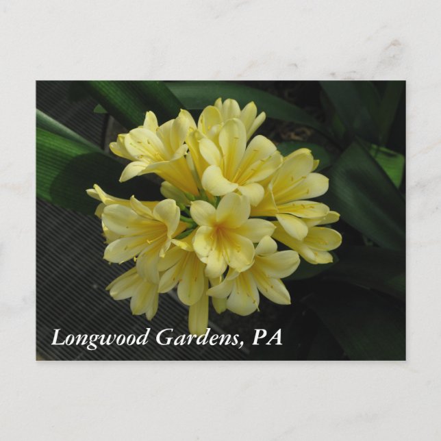 Carte Postale Longwood Gardens, PA (Devant)