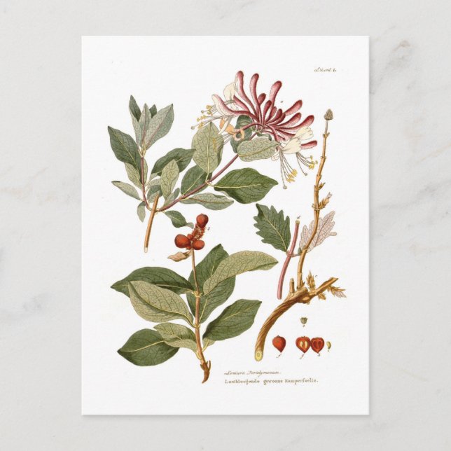 Carte Postale Lonicera periclymenum (Honeysuckle) (Devant)