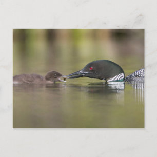 Carte Postale Loon adulte nourrissant un poussin