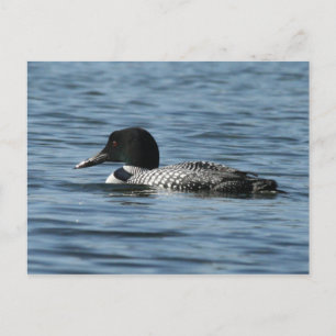 Carte postale Loon commune