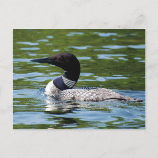 Carte Postale Loon du Nord 2