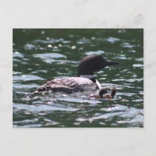 Carte Postale Loon et deux bébés