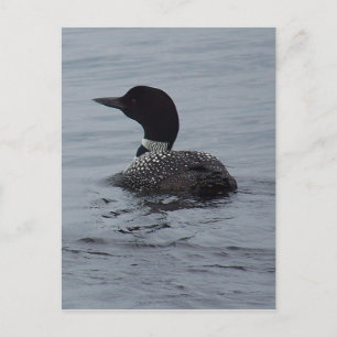 Carte Postale Loon sur le lac Pushaw