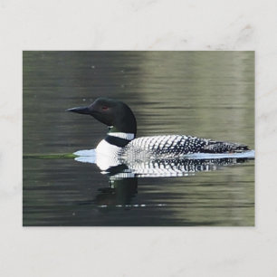 Carte Postale Loon sur un lac de montagne