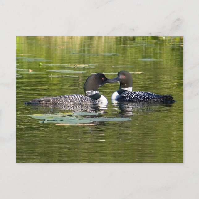 Carte Postale Loons (Devant)