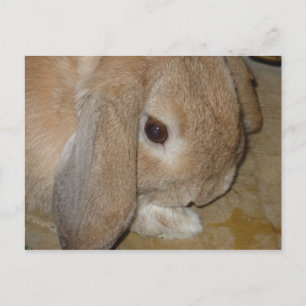 Carte postale - Lop Earl Lapin nain