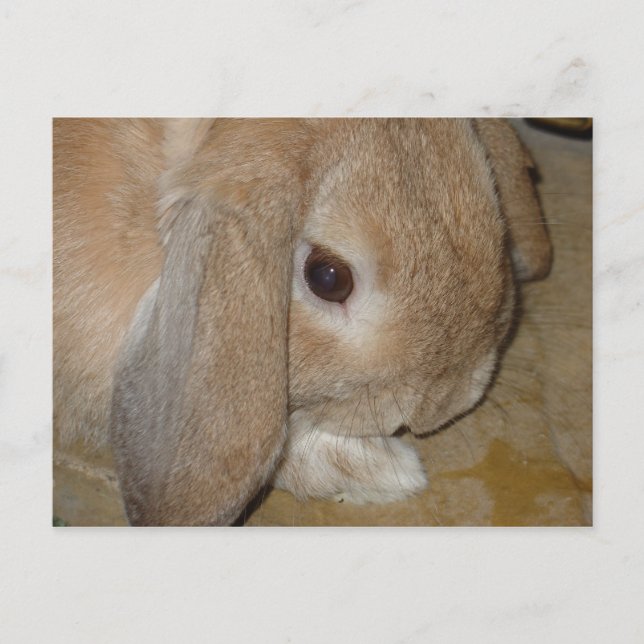 Carte postale - Lop Earl Lapin nain (Devant)