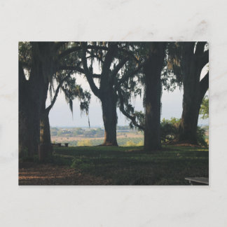 Carte Postale L'Orange Grove qui passe devant les chênes