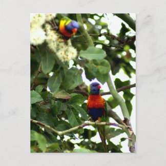 Carte Postale Lorikeet