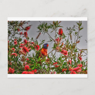 CARTE POSTALE LORIKEET DE PLANCHER DANS LE QUÉENSLAND RURAL AUST