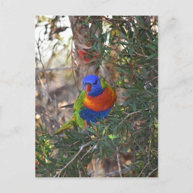 CARTE POSTALE LORIKEET EN PANNEAU EN AUSTRALIE RURALE ARBRE (Devant)