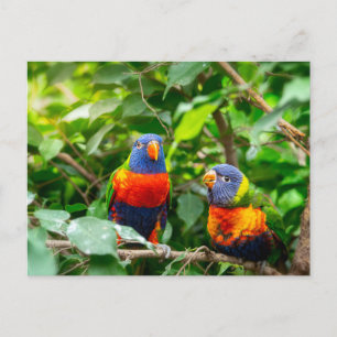 Carte Postale Lorikeet parrot