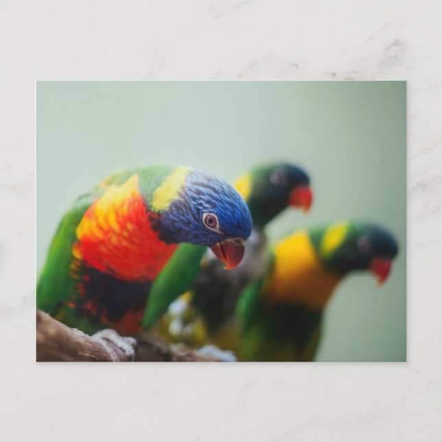 Carte Postale Lorikeet Parrots (Devant)