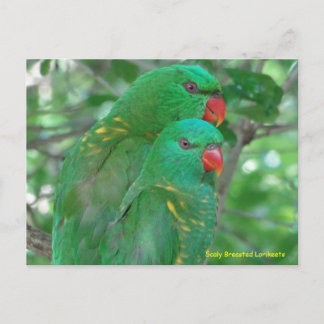 Carte Postale Lorikeets australiens à la fine pointe