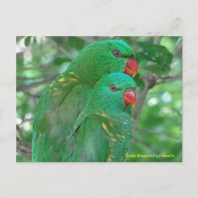 Carte Postale Lorikeets australiens à la fine pointe (Devant)