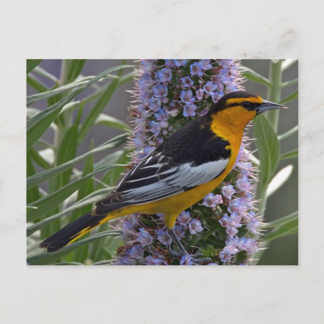 Carte Postale L'Oriole de Bullock (Devant)