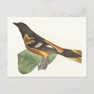 Carte Postale L'Oriole d'Or ou de Baltimore (Icterus galbula)