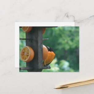 Carte Postale Loriole et Oranges