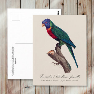 Carte Postale Loriquet arc-en-ciel femelle, Trichoglossus molucc