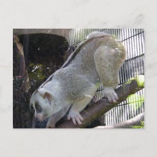 Carte Postale Loris Lent Descend Branche Dans Le Boîtier Zoo