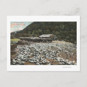 Carte Postale Los Angeles, CalifornieVue d'une ferme de pigeons