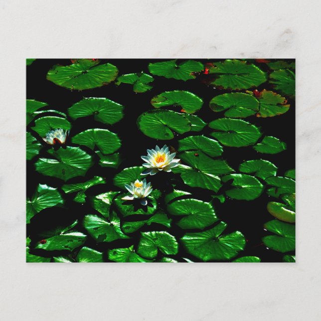 Carte Postale Lotus (Devant)