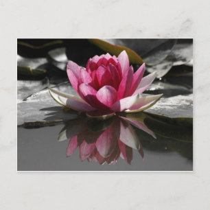 Carte Postale Lotus