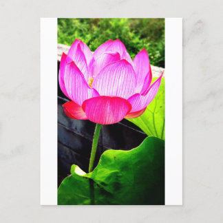 Carte Postale Lotus