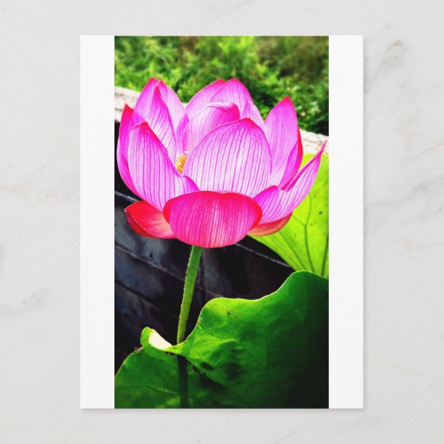 Carte Postale Lotus (Devant)