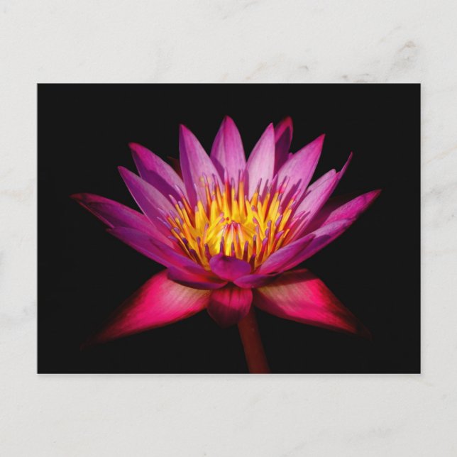 Carte Postale Lotus (Devant)