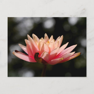 Carte Postale Lotus