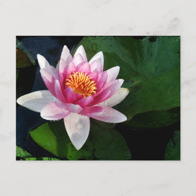 Carte Postale Lotus2 (Devant)