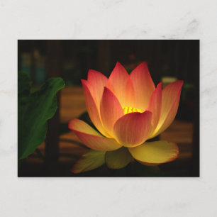 Carte Postale Lotus 1