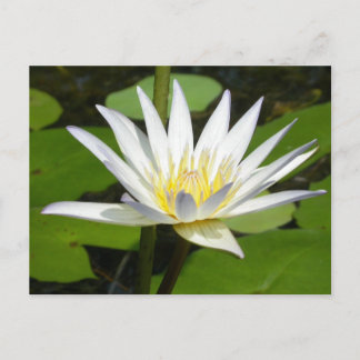Carte postale Lotus Blanc