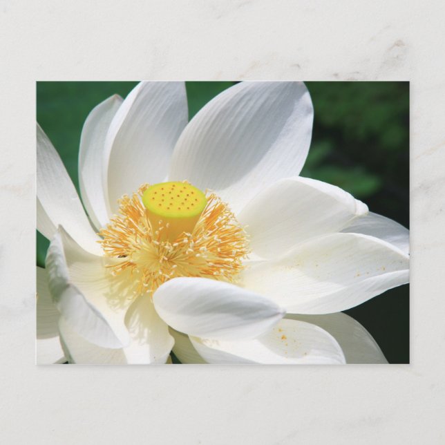 Carte Postale Lotus blanc (Devant)
