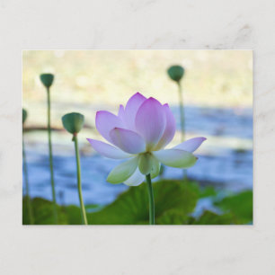 Carte Postale Lotus Bloom