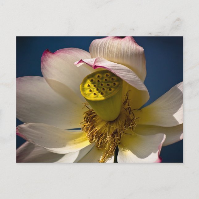 Carte postale Lotus Blossom (Devant)