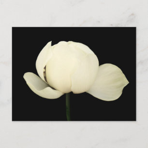 Carte Postale Lotus Bud