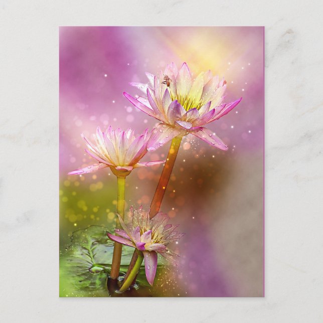 Carte Postale Lotus de l'eau, plante exotique, (Devant)