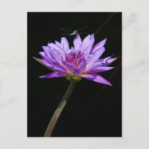 Carte Postale Lotus et Libellule