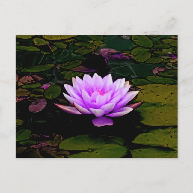 Carte Postale Lotus Fleur Rose Vert Floral Pond Zen (Devant)