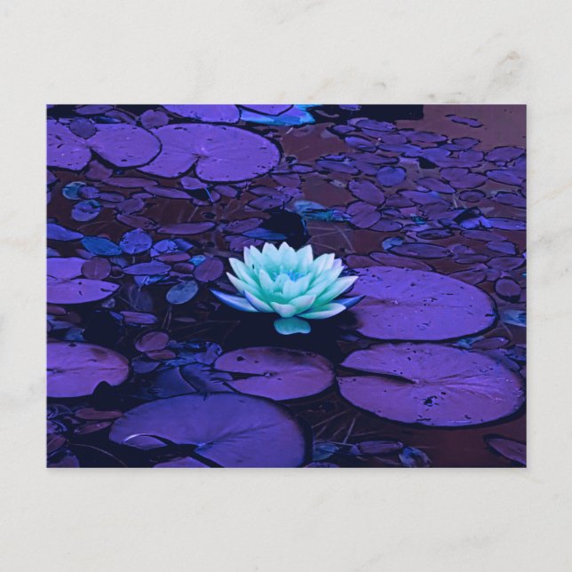 Carte Postale Lotus Fleur violet bleu Turquoise Floral Pond Zen (Devant)