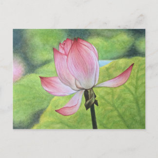 Carte Postale Lotus rose