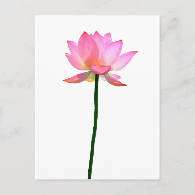 Carte Postale Lotus rose (Devant)