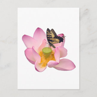 Carte Postale Lotus sacré et Papillon swallowtail de l'Est