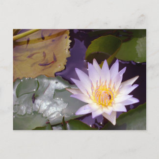 Carte Postale Lotus thaïlandais, abeilles et poissons