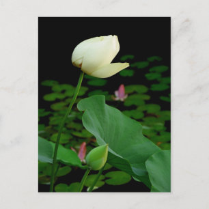 Carte Postale Lotus Water Lily Bud