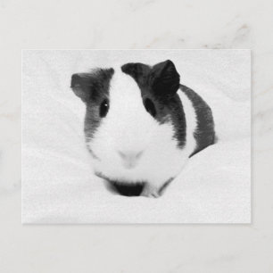 Carte Postale louche